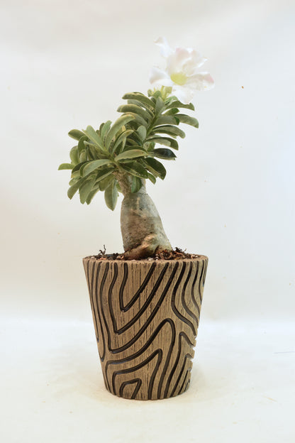 Desert Rose Bonsai Ceramic 5" Pot - One of a Kind Bonsai