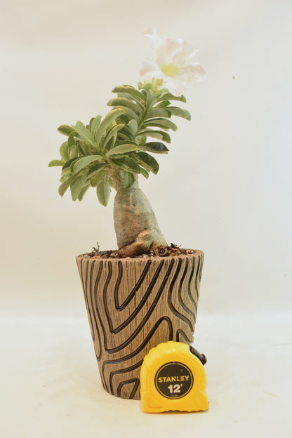 Desert Rose Bonsai Ceramic 5" Pot - One of a Kind Bonsai