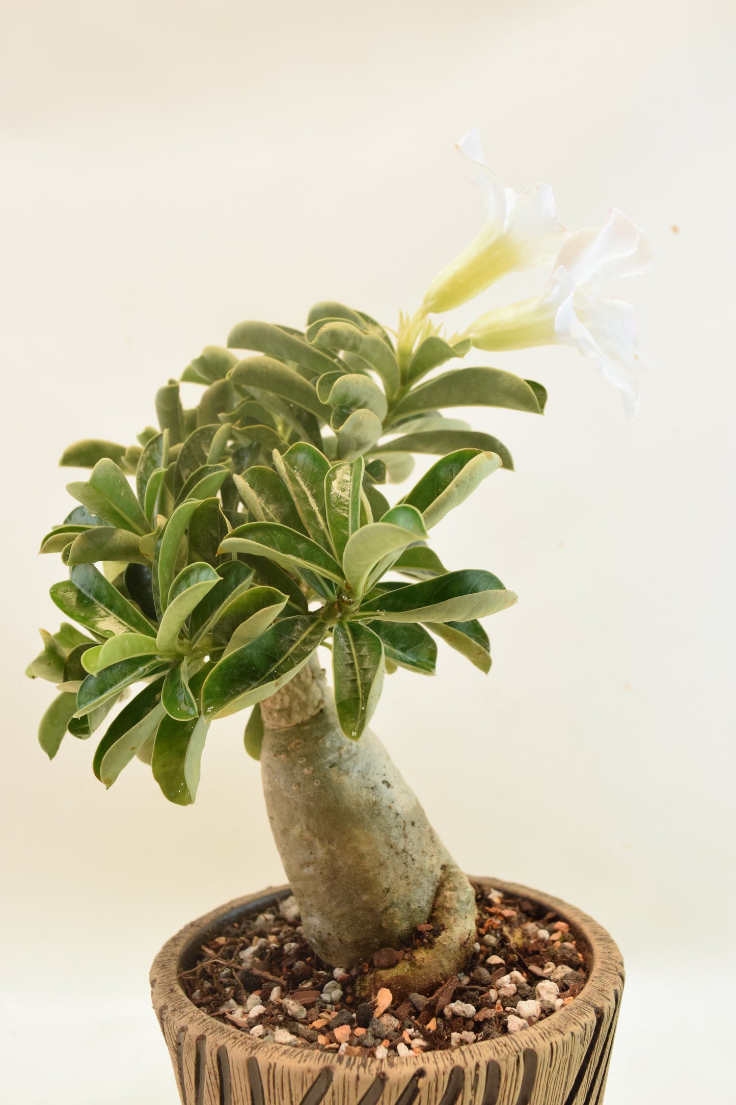 Desert Rose Bonsai Ceramic 5" Pot - One of a Kind Bonsai