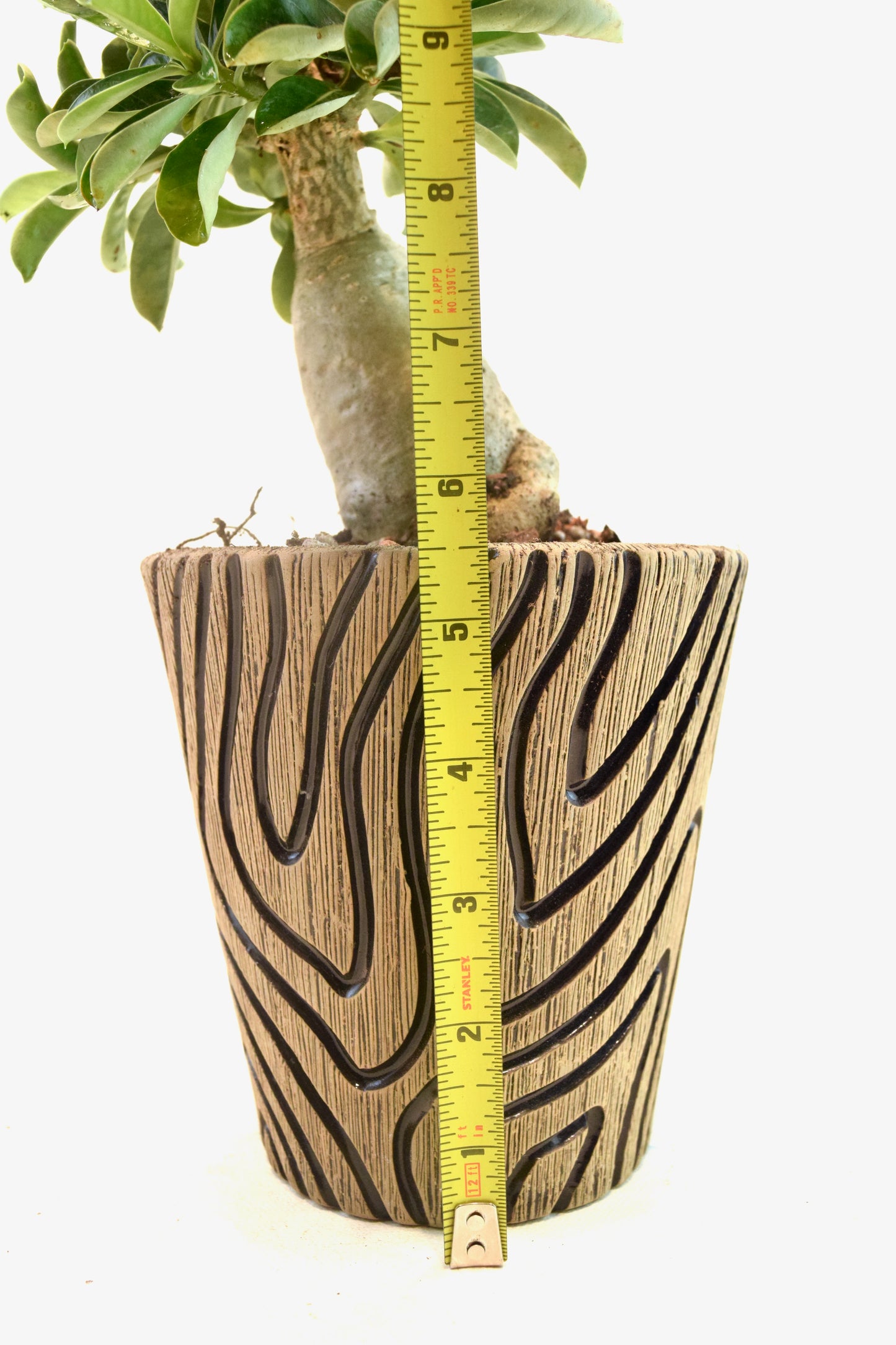 Desert Rose Bonsai Ceramic 5" Pot - One of a Kind Bonsai