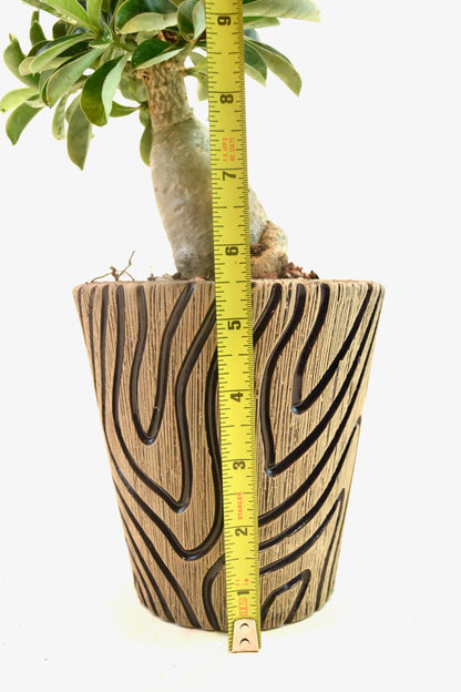 Desert Rose Bonsai Ceramic 5" Pot - One of a Kind Bonsai