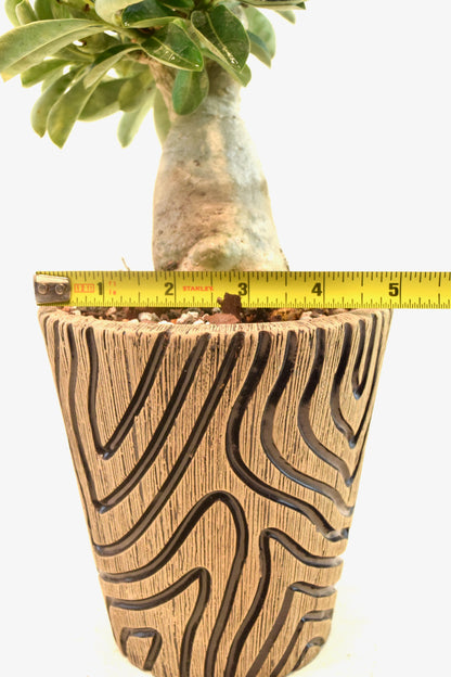 Desert Rose Bonsai Ceramic 5" Pot - One of a Kind Bonsai