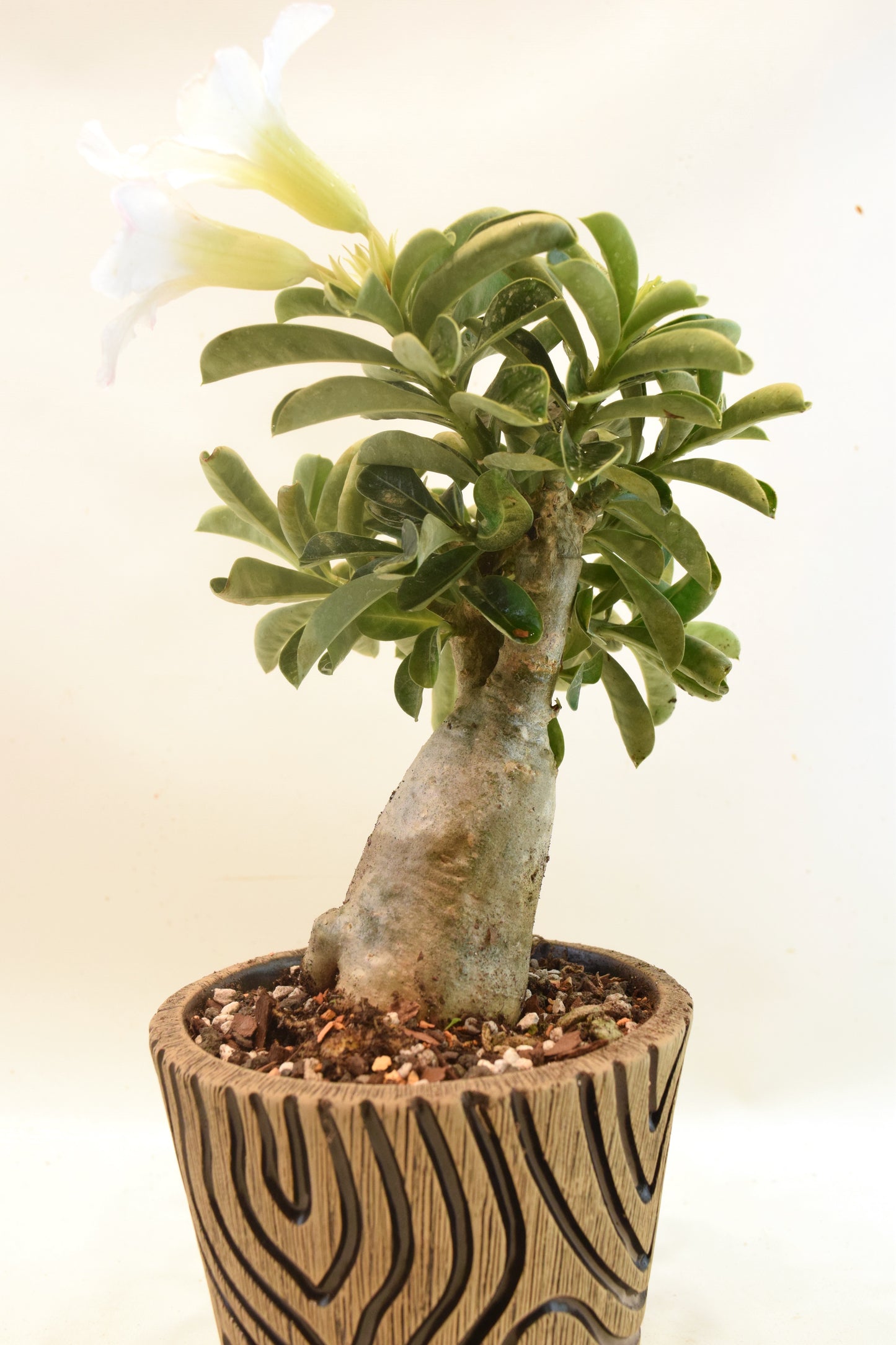 Desert Rose Bonsai Ceramic 5" Pot - One of a Kind Bonsai