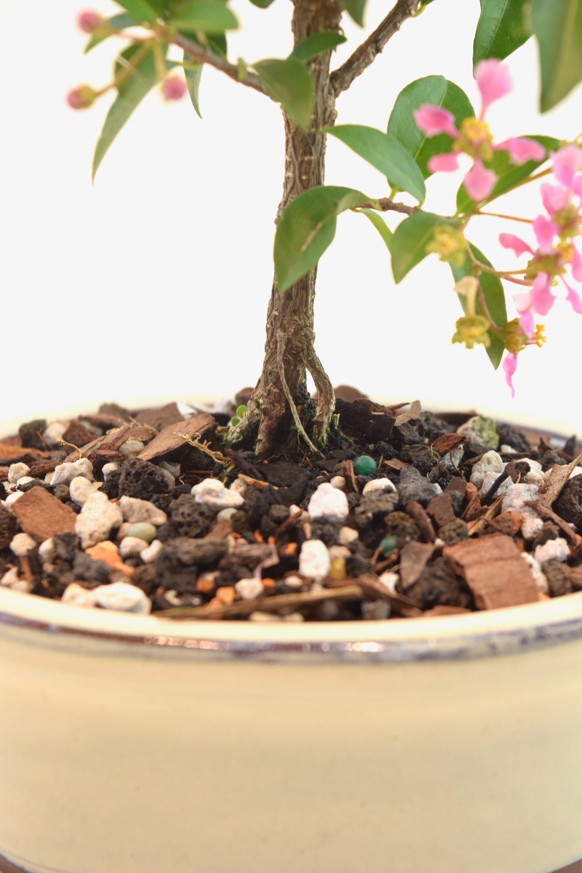 Dwarf Barbados Cherry Bonsai Ceramic 5" Pot - One of a Kind Bonsai