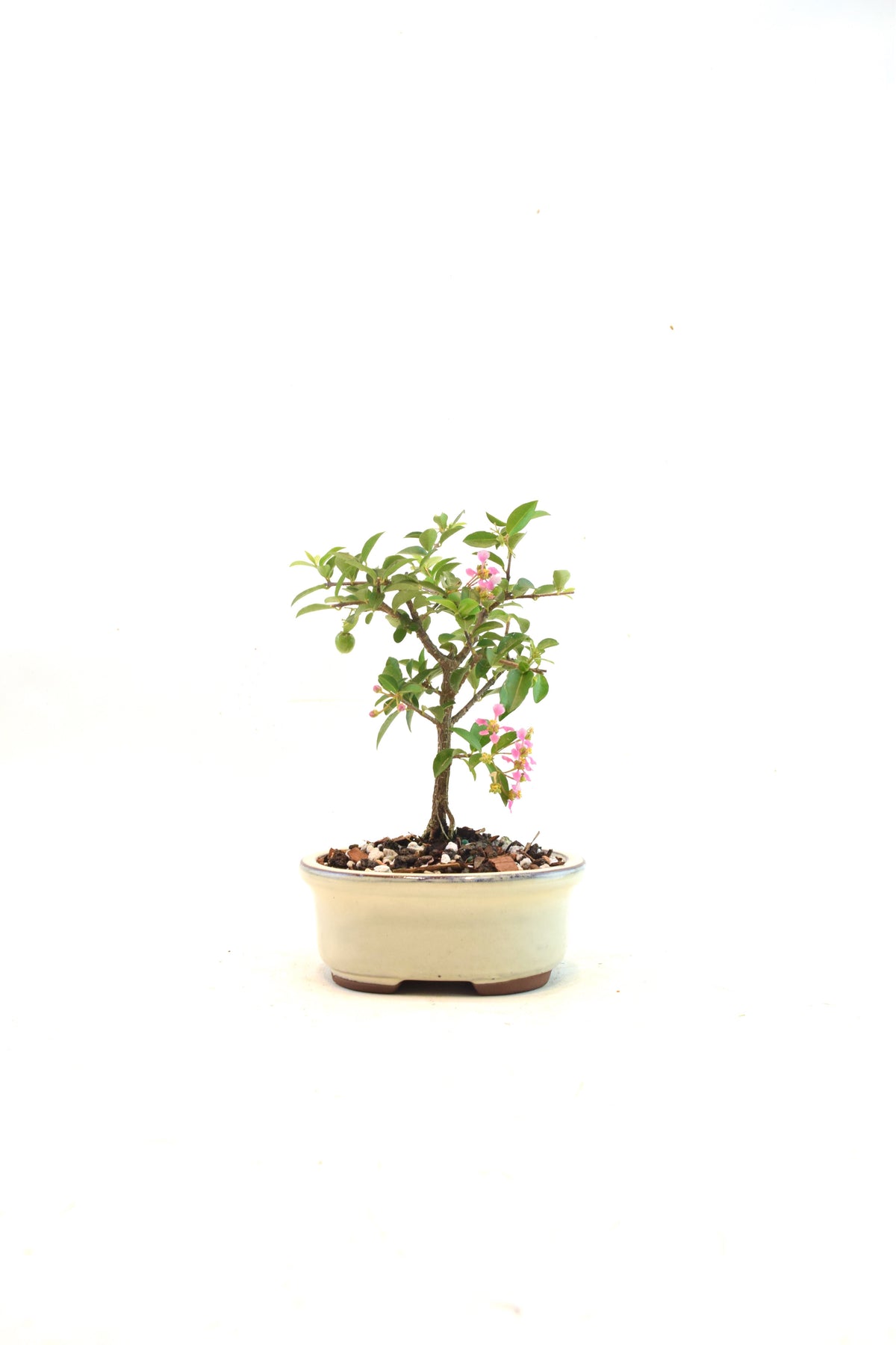 Dwarf Barbados Cherry Bonsai Ceramic 5" Pot - One of a Kind Bonsai