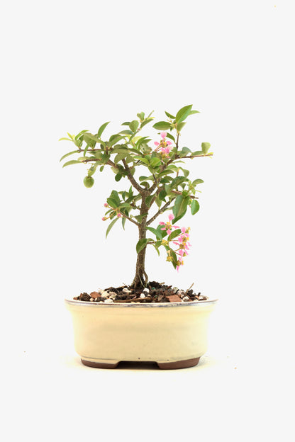 Dwarf Barbados Cherry Bonsai Ceramic 5" Pot - One of a Kind Bonsai