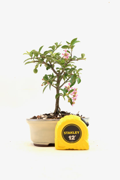 Dwarf Barbados Cherry Bonsai Ceramic 5" Pot - One of a Kind Bonsai