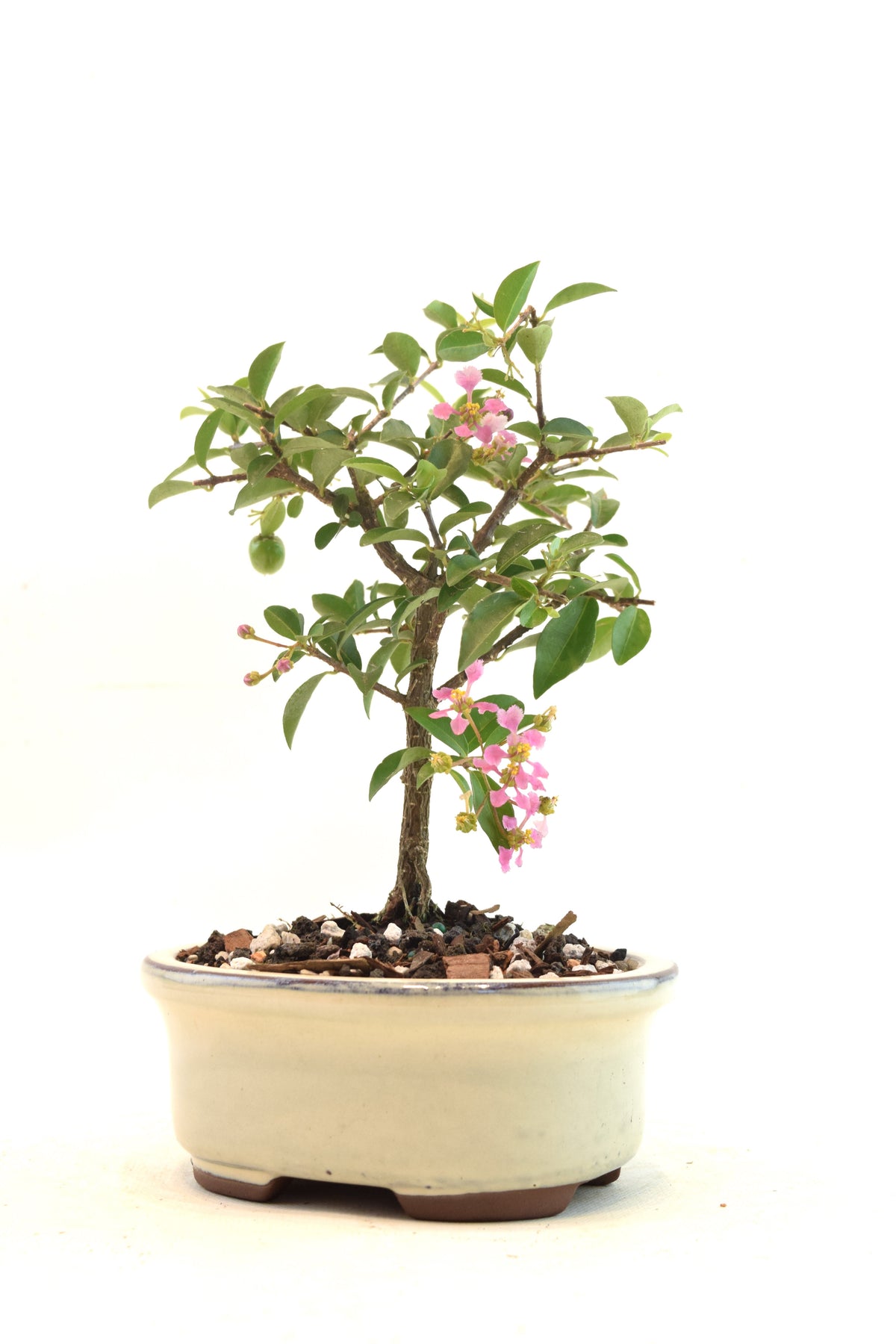 Dwarf Barbados Cherry Bonsai Ceramic 5" Pot - One of a Kind Bonsai