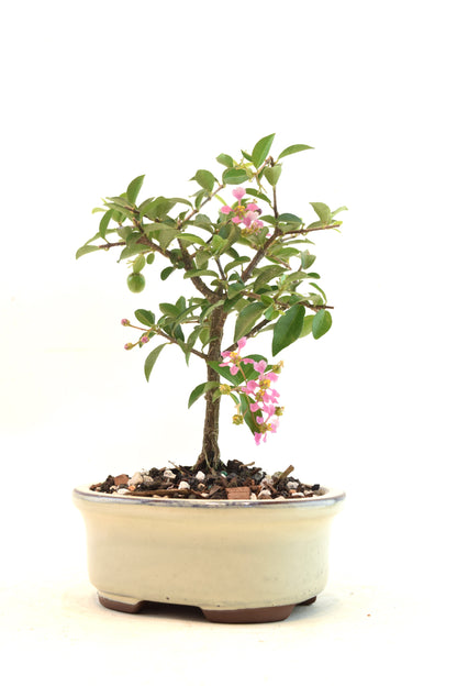 Dwarf Barbados Cherry Bonsai Ceramic 5" Pot - One of a Kind Bonsai