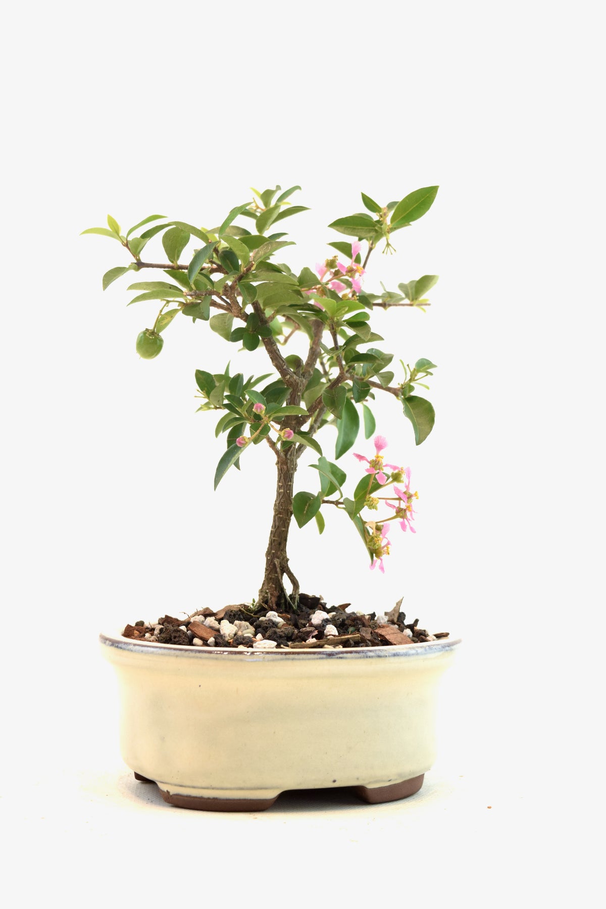 Dwarf Barbados Cherry Bonsai Ceramic 5" Pot - One of a Kind Bonsai