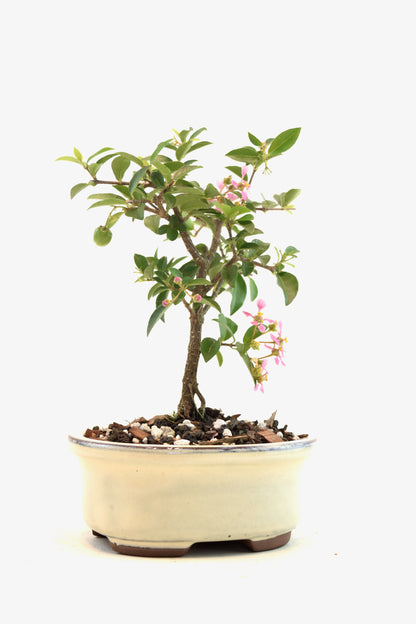 Dwarf Barbados Cherry Bonsai Ceramic 5" Pot - One of a Kind Bonsai