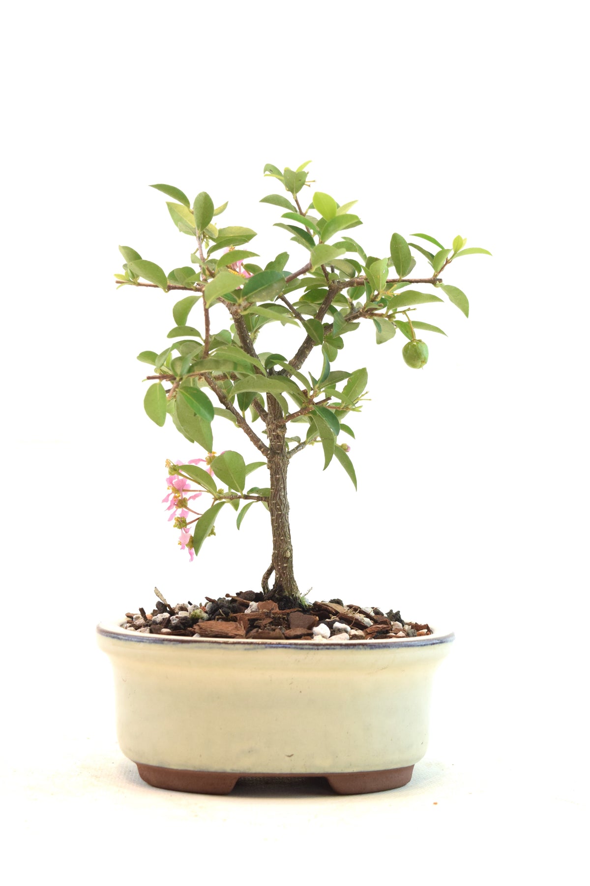 Dwarf Barbados Cherry Bonsai Ceramic 5" Pot - One of a Kind Bonsai
