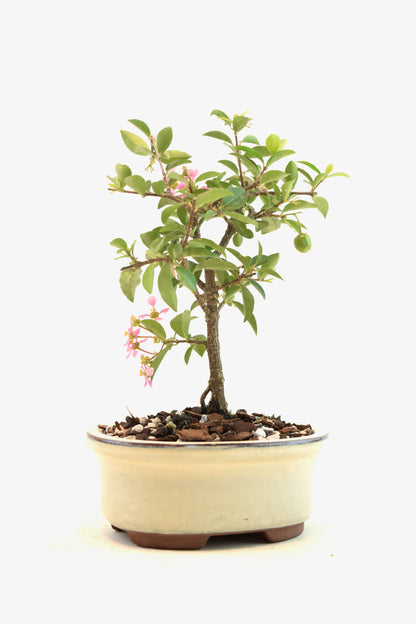Dwarf Barbados Cherry Bonsai Ceramic 5" Pot - One of a Kind Bonsai