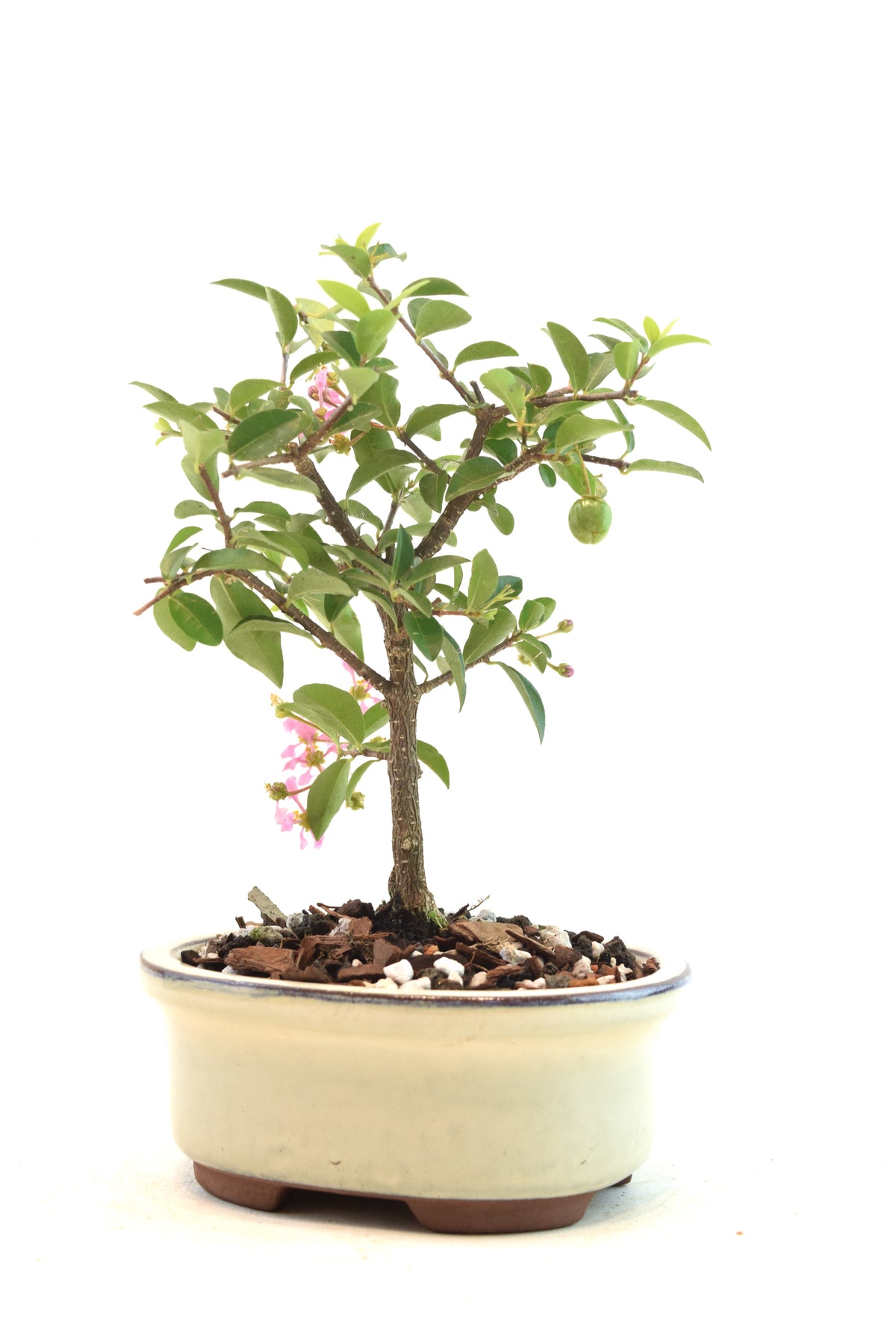 Dwarf Barbados Cherry Bonsai Ceramic 5" Pot - One of a Kind Bonsai