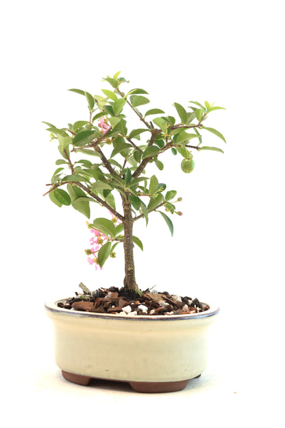 Dwarf Barbados Cherry Bonsai Ceramic 5" Pot - One of a Kind Bonsai