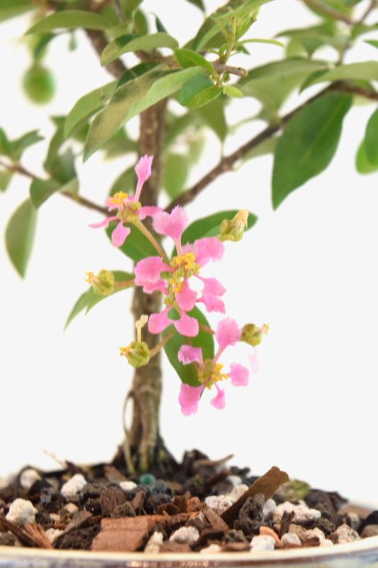 Dwarf Barbados Cherry Bonsai Ceramic 5" Pot - One of a Kind Bonsai