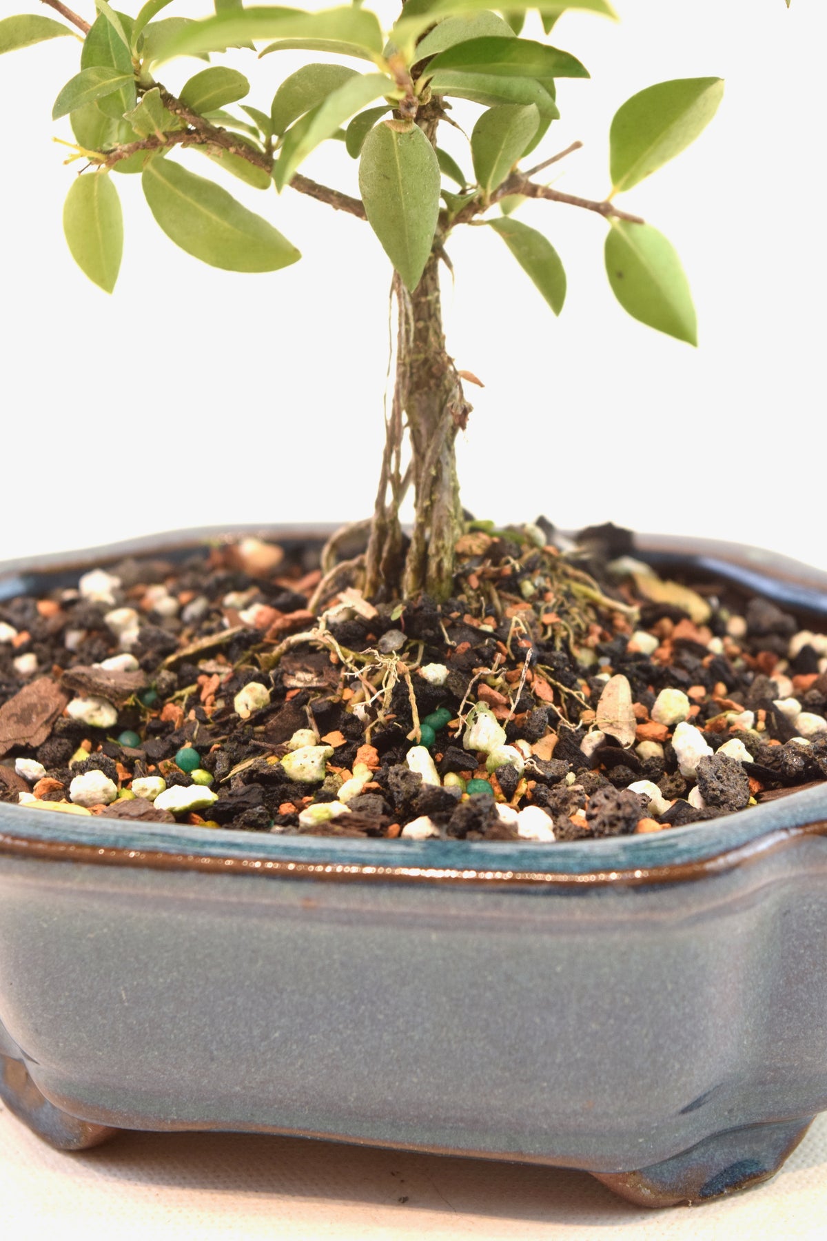 Dwarf Barbados Cherry Bonsai Ceramic 6" Pot - One of a Kind Bonsai