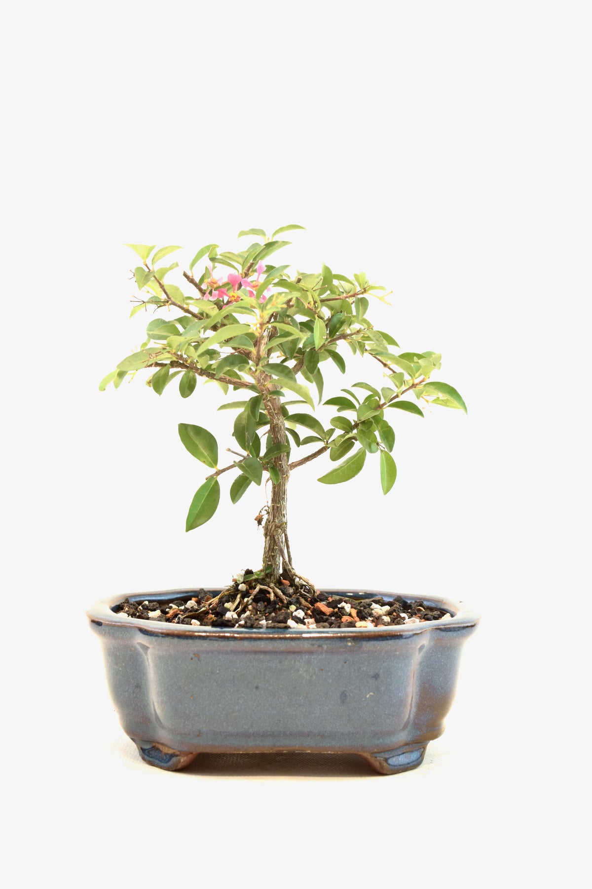 Dwarf Barbados Cherry Bonsai Ceramic 6" Pot - One of a Kind Bonsai