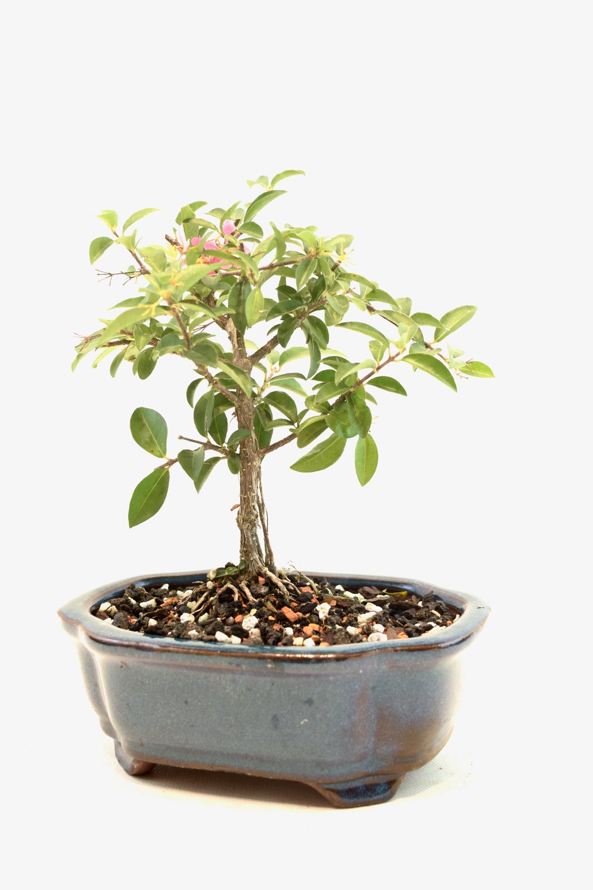 Dwarf Barbados Cherry Bonsai Ceramic 6" Pot - One of a Kind Bonsai