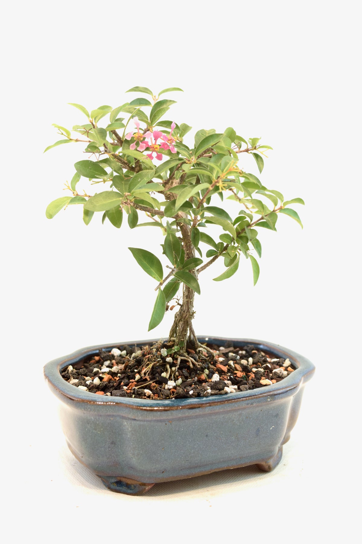 Dwarf Barbados Cherry Bonsai Ceramic 6" Pot - One of a Kind Bonsai