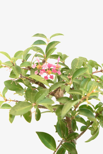 Dwarf Barbados Cherry Bonsai Ceramic 6" Pot - One of a Kind Bonsai
