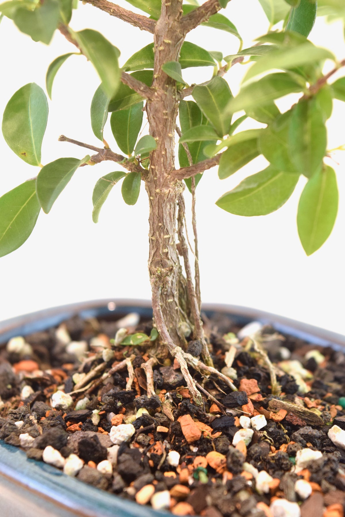 Dwarf Barbados Cherry Bonsai Ceramic 6" Pot - One of a Kind Bonsai