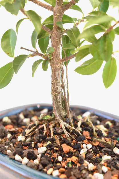 Dwarf Barbados Cherry Bonsai Ceramic 6" Pot - One of a Kind Bonsai