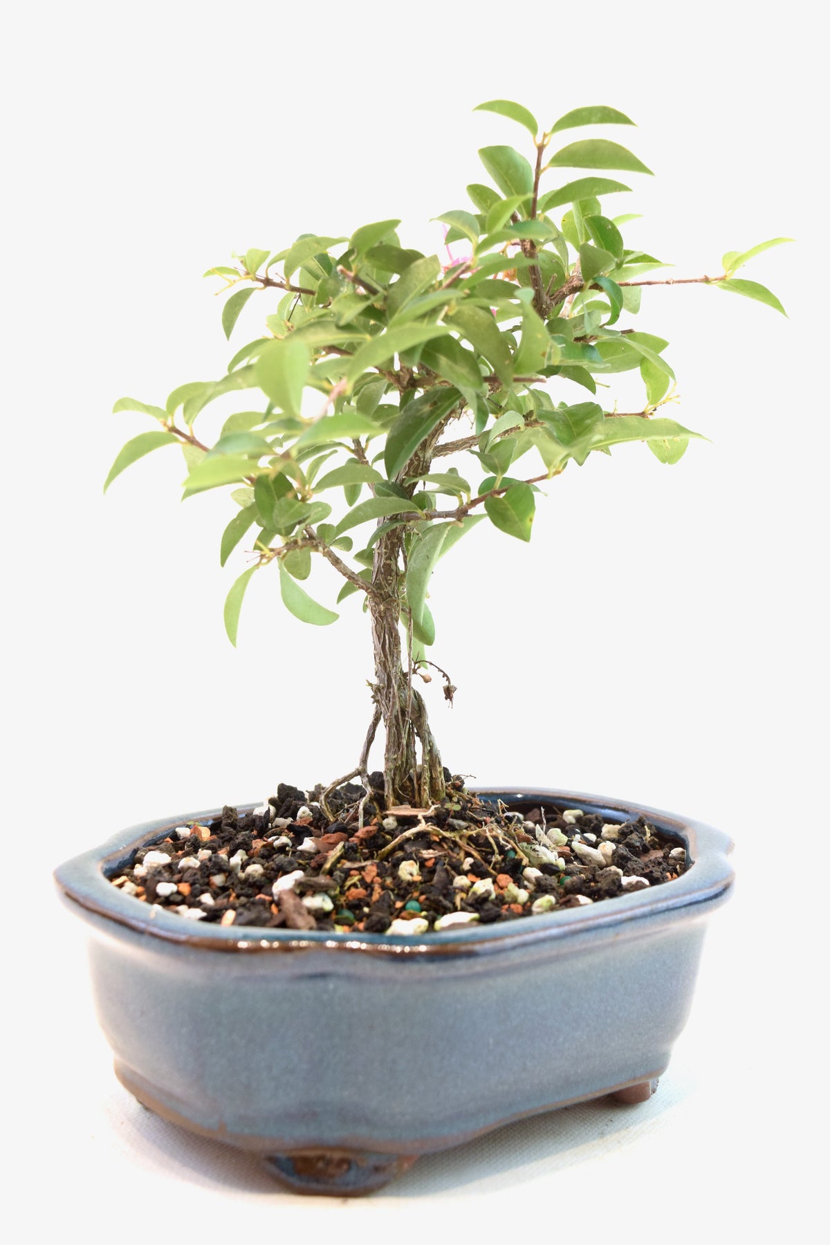 Dwarf Barbados Cherry Bonsai Ceramic 6" Pot - One of a Kind Bonsai