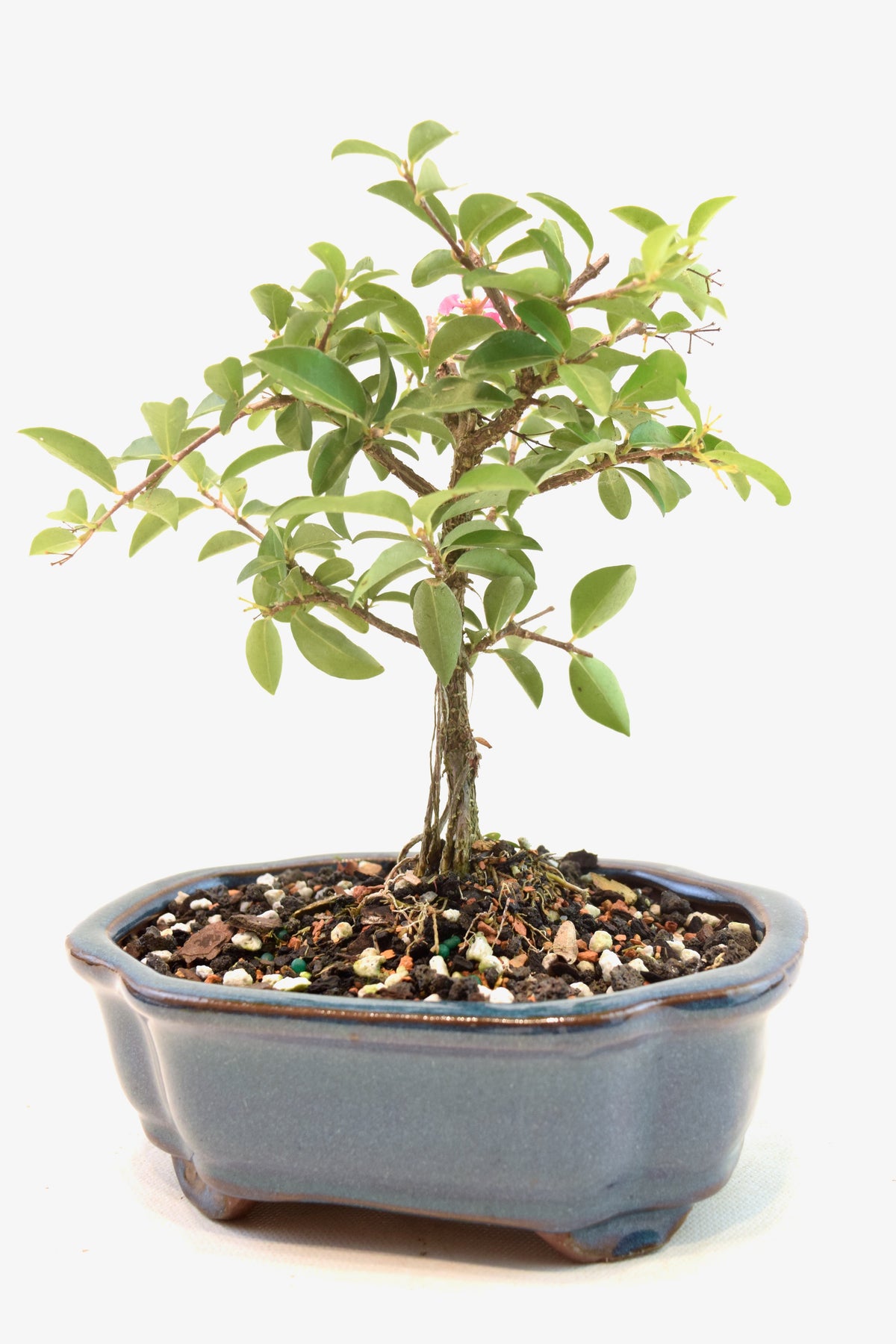 Dwarf Barbados Cherry Bonsai Ceramic 6" Pot - One of a Kind Bonsai