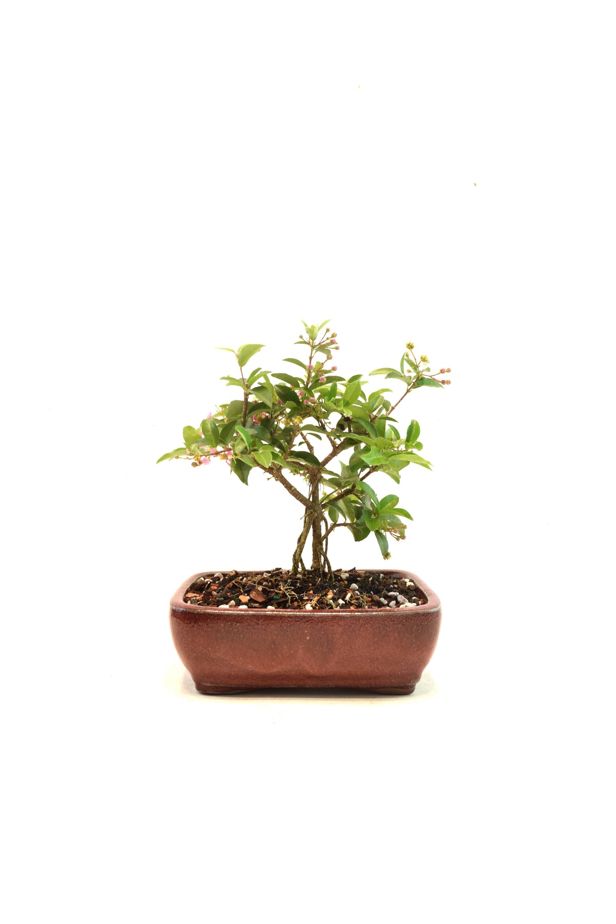 Dwarf Barbados Cherry Bonsai Ceramic 6" Pot - One of a Kind Bonsai