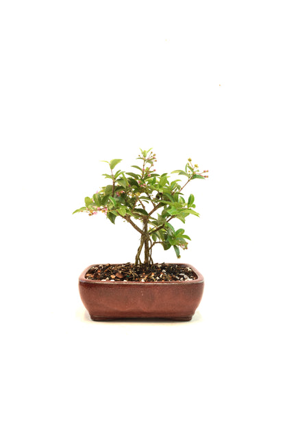 Dwarf Barbados Cherry Bonsai Ceramic 6" Pot - One of a Kind Bonsai