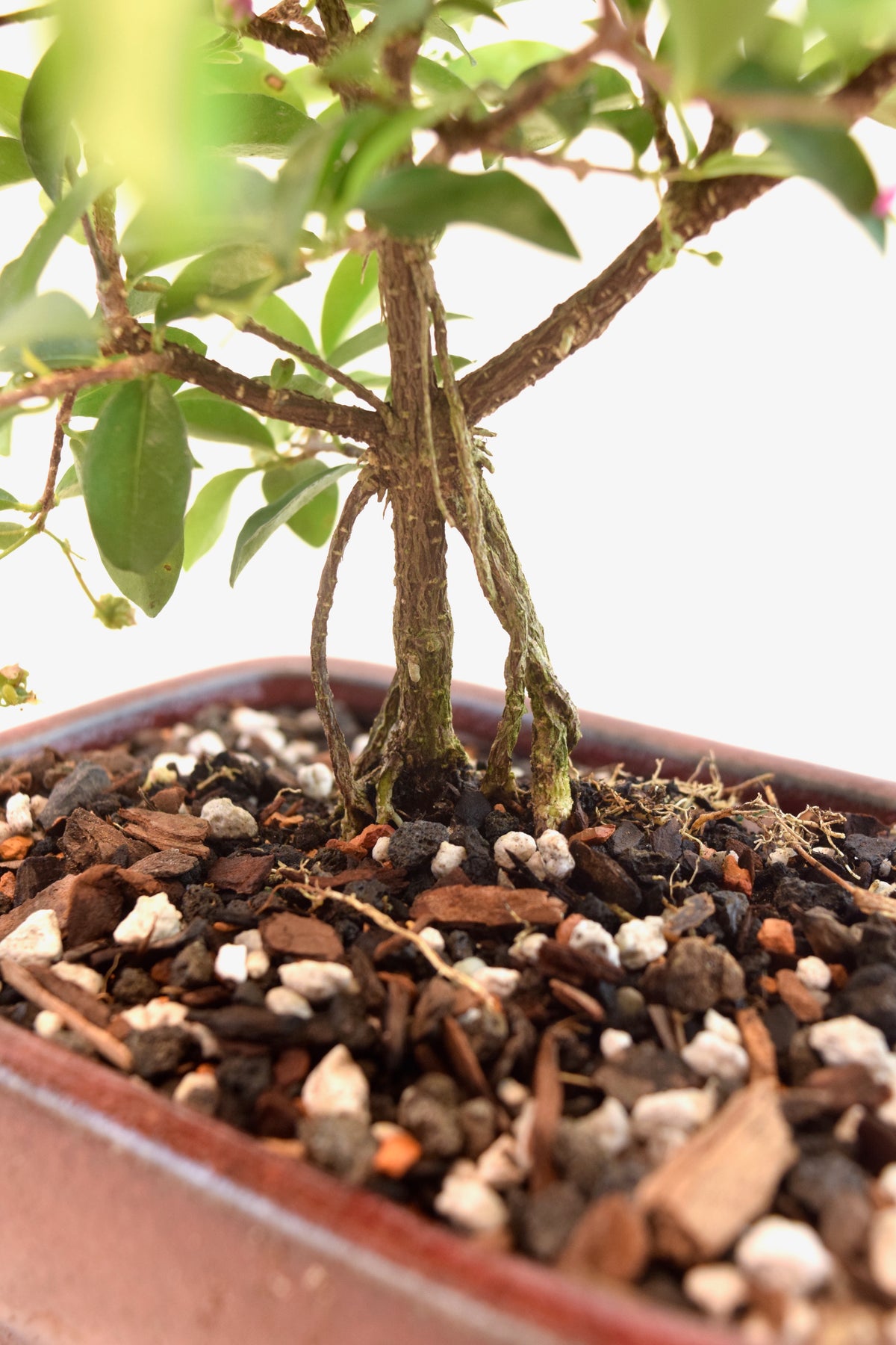 Dwarf Barbados Cherry Bonsai Ceramic 6" Pot - One of a Kind Bonsai