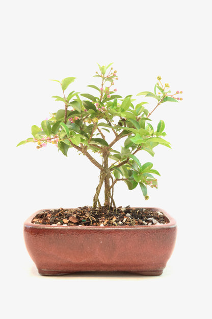 Dwarf Barbados Cherry Bonsai Ceramic 6" Pot - One of a Kind Bonsai