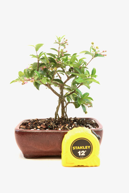 Dwarf Barbados Cherry Bonsai Ceramic 6" Pot - One of a Kind Bonsai