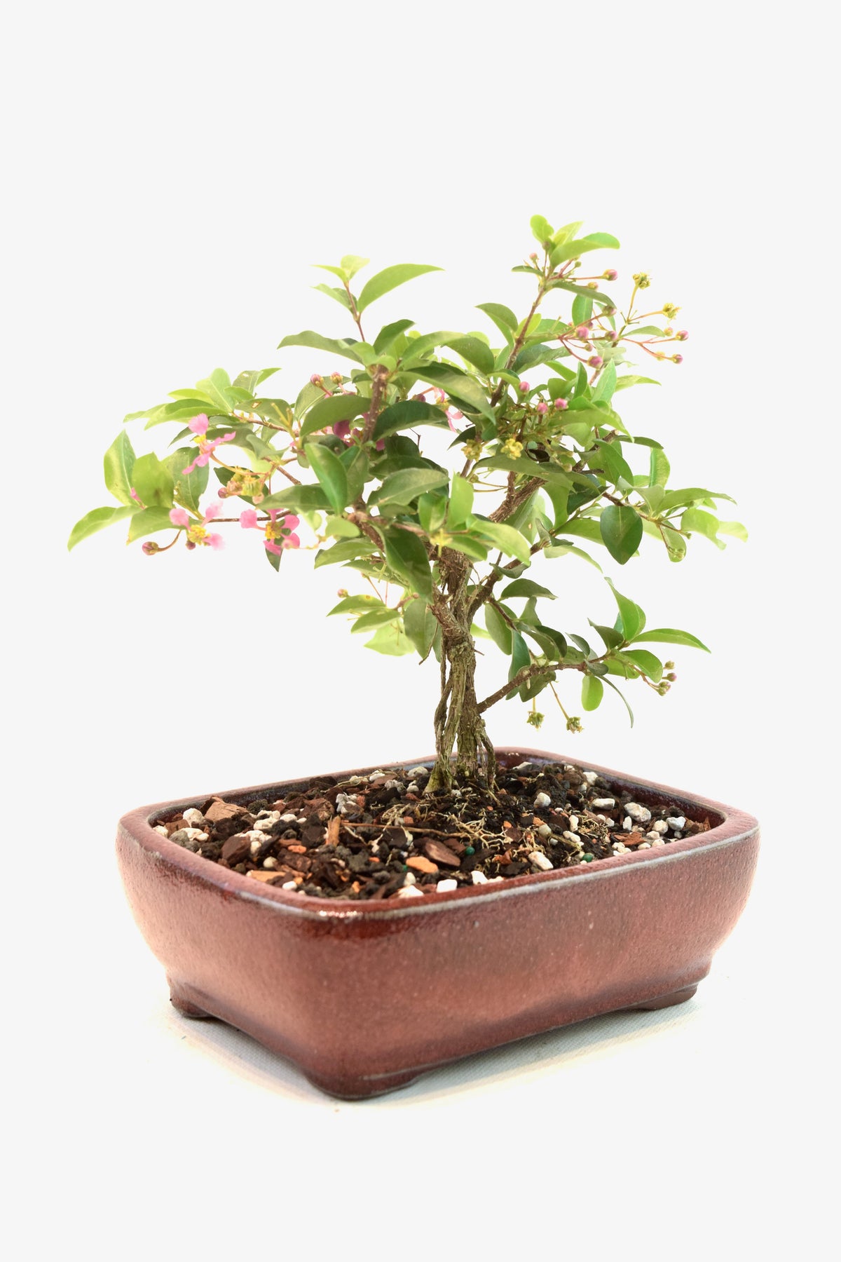 Dwarf Barbados Cherry Bonsai Ceramic 6" Pot - One of a Kind Bonsai