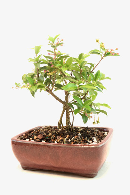 Dwarf Barbados Cherry Bonsai Ceramic 6" Pot - One of a Kind Bonsai