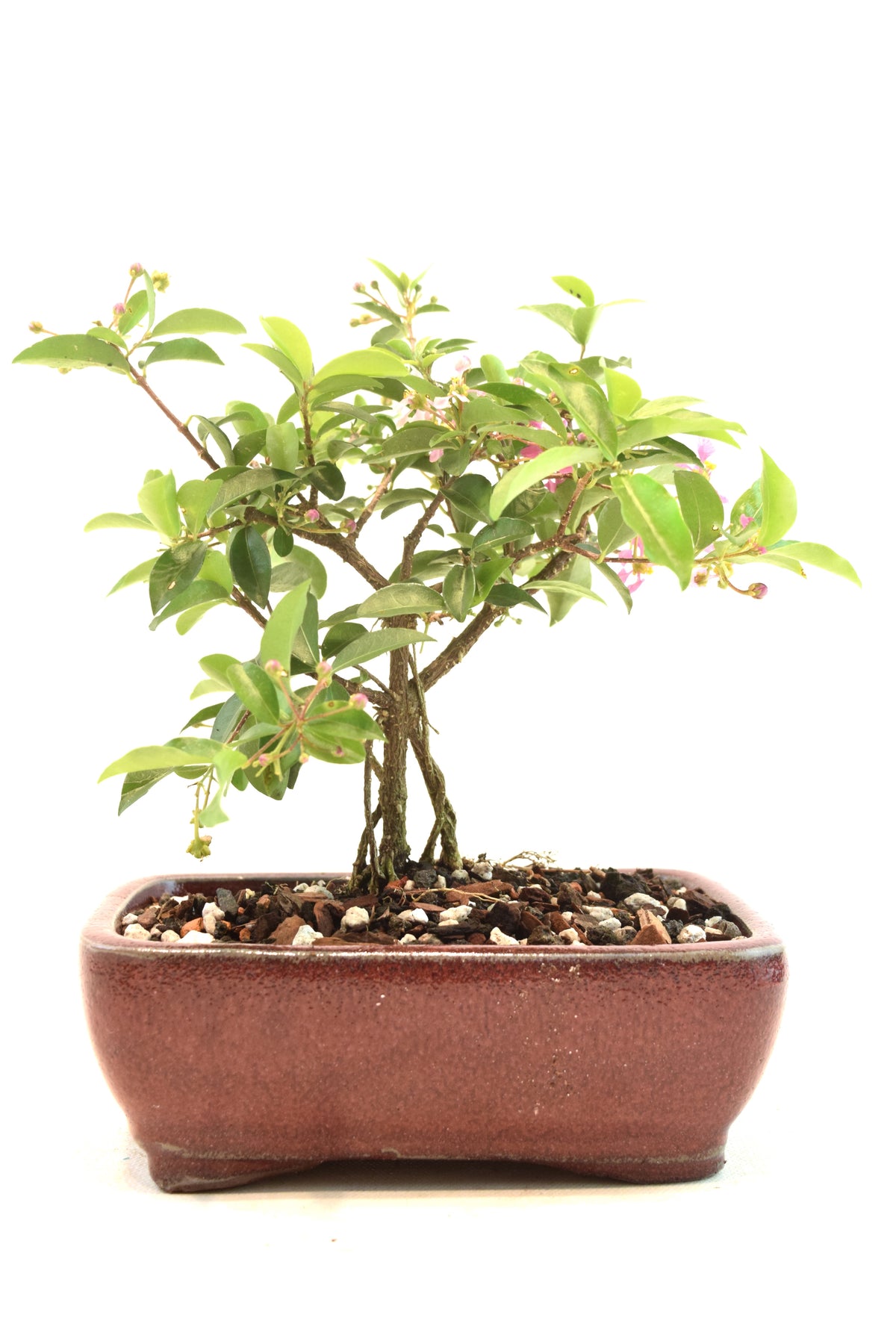 Dwarf Barbados Cherry Bonsai Ceramic 6" Pot - One of a Kind Bonsai