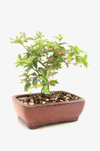 Dwarf Barbados Cherry Bonsai Ceramic 6" Pot - One of a Kind Bonsai