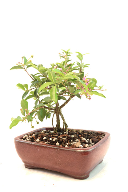 Dwarf Barbados Cherry Bonsai Ceramic 6" Pot - One of a Kind Bonsai
