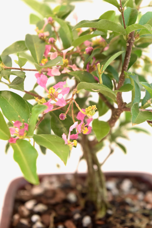 Dwarf Barbados Cherry Bonsai Ceramic 6" Pot - One of a Kind Bonsai