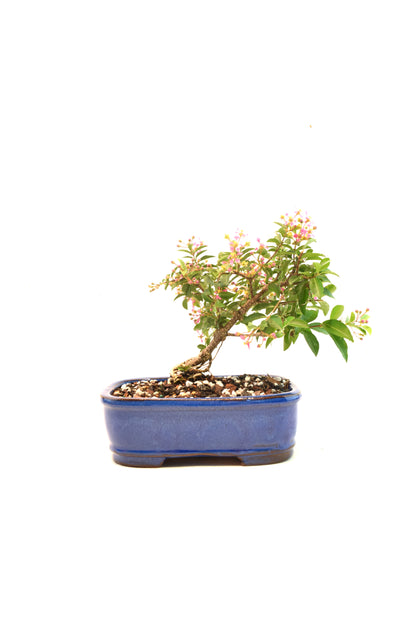 Rare Barbados Cherry Bonsai Ceramic 7.5" Pot - One of a Kind Bonsai