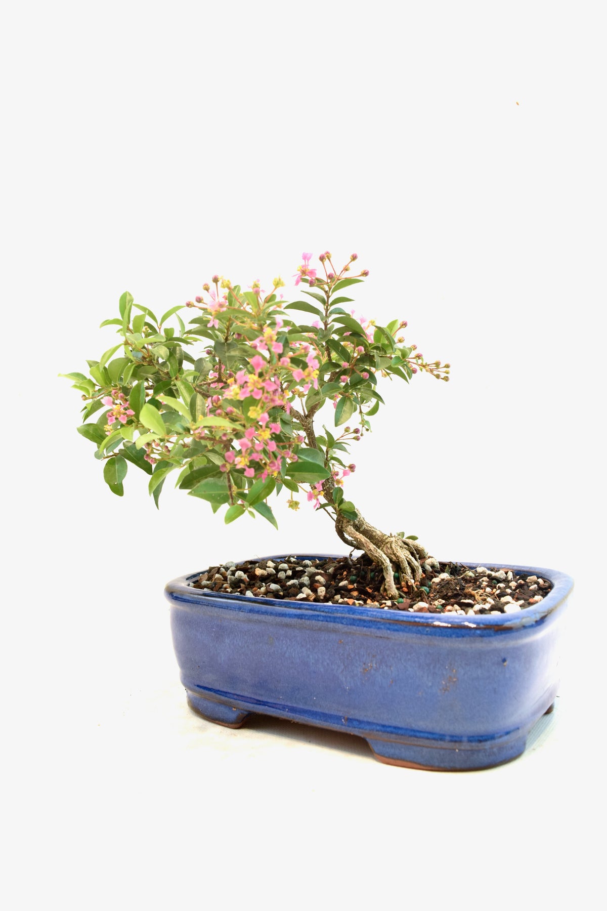 Rare Barbados Cherry Bonsai Ceramic 7.5" Pot - One of a Kind Bonsai