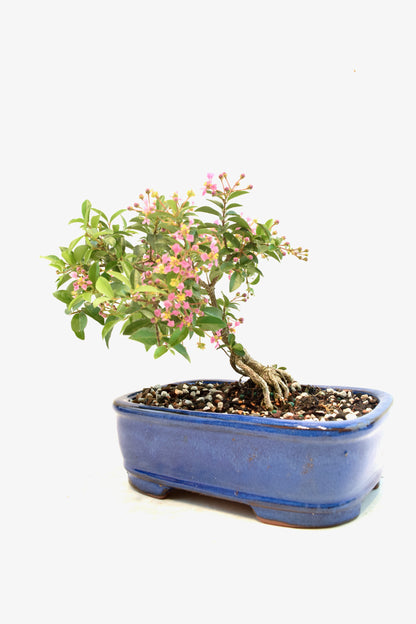 Rare Barbados Cherry Bonsai Ceramic 7.5" Pot - One of a Kind Bonsai