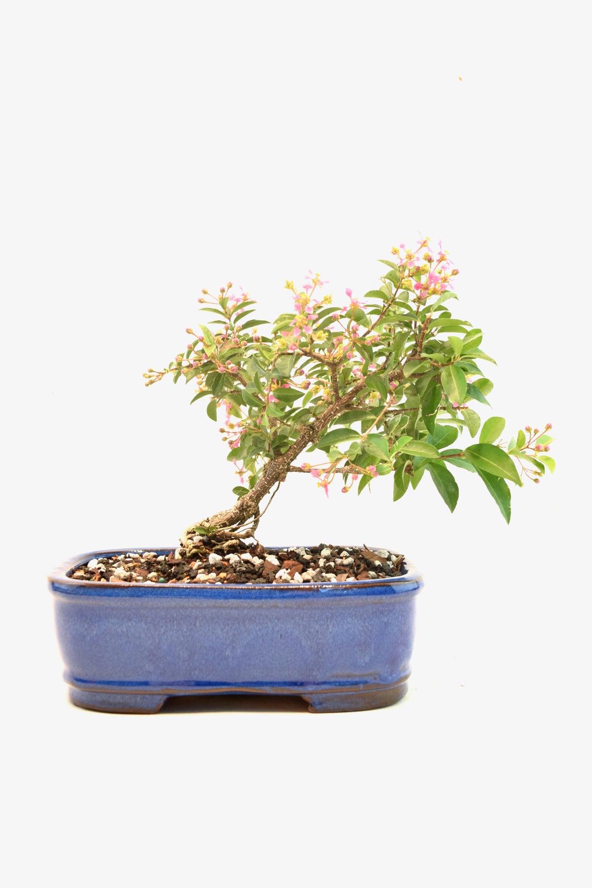 Rare Barbados Cherry Bonsai Ceramic 7.5" Pot - One of a Kind Bonsai