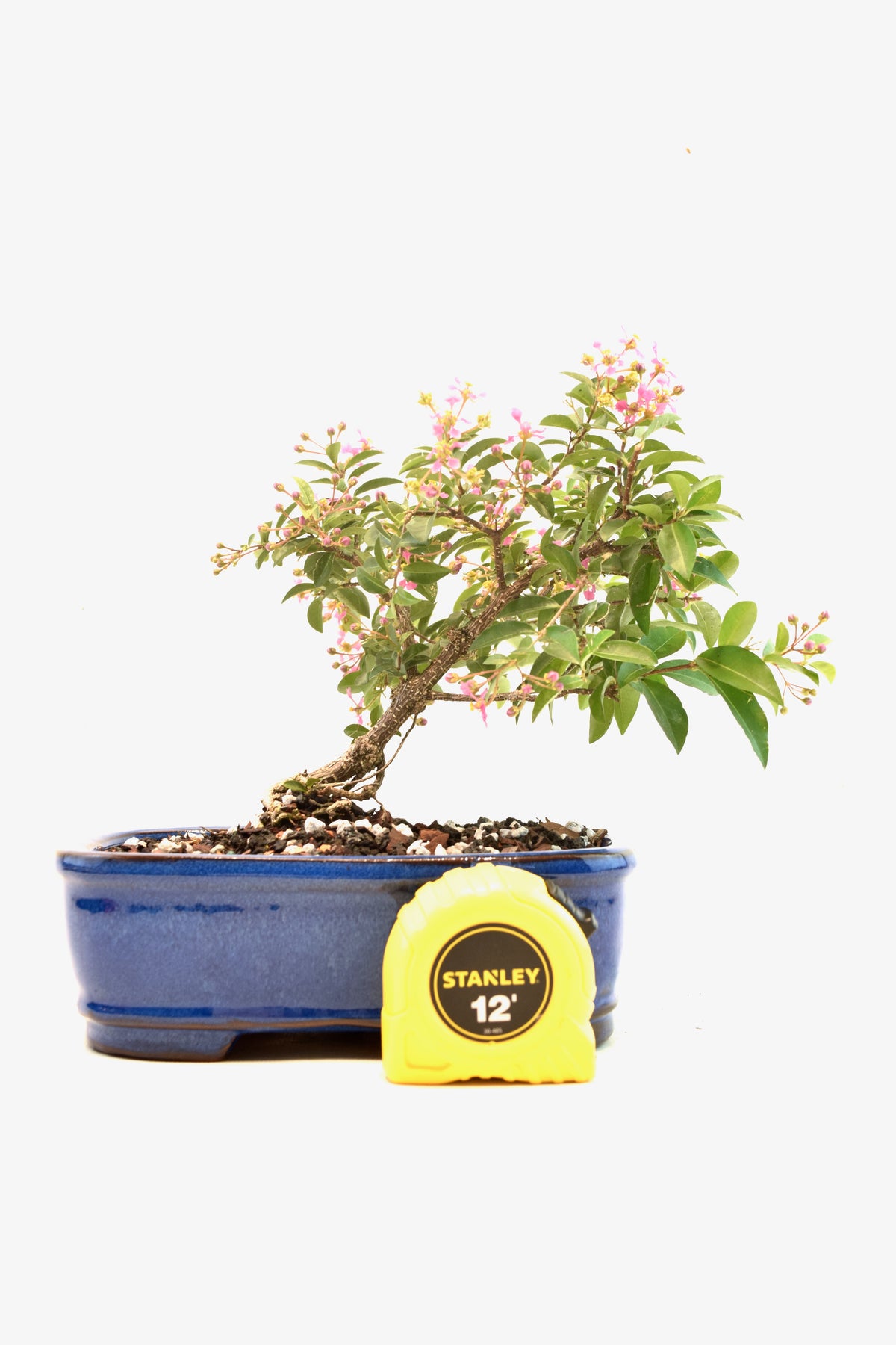 Rare Barbados Cherry Bonsai Ceramic 7.5" Pot - One of a Kind Bonsai