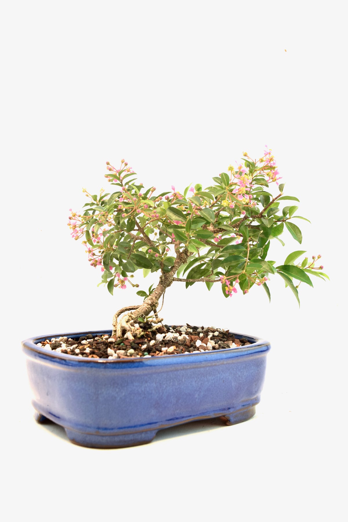 Rare Barbados Cherry Bonsai Ceramic 7.5" Pot - One of a Kind Bonsai