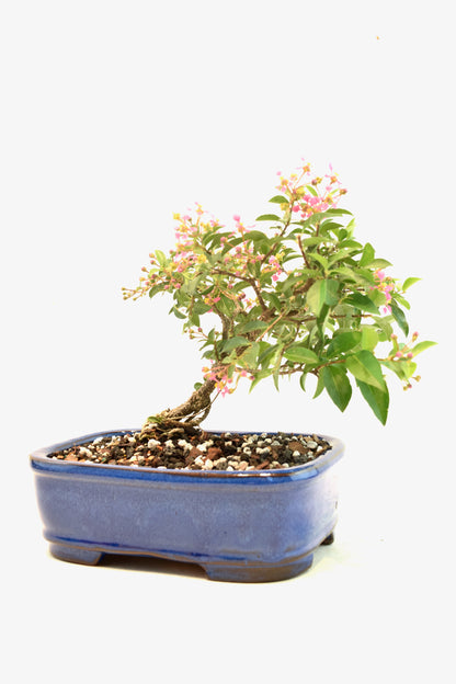 Rare Barbados Cherry Bonsai Ceramic 7.5" Pot - One of a Kind Bonsai