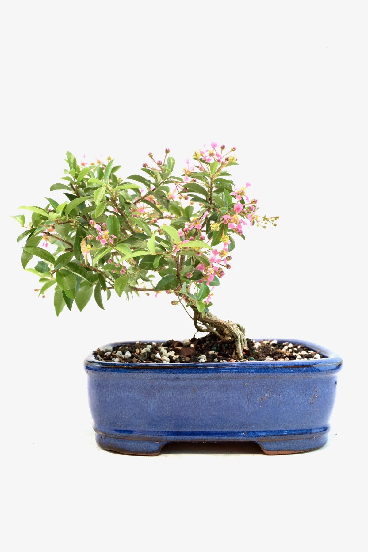 Rare Barbados Cherry Bonsai Ceramic 7.5" Pot - One of a Kind Bonsai