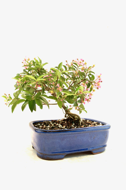 Rare Barbados Cherry Bonsai Ceramic 7.5" Pot - One of a Kind Bonsai