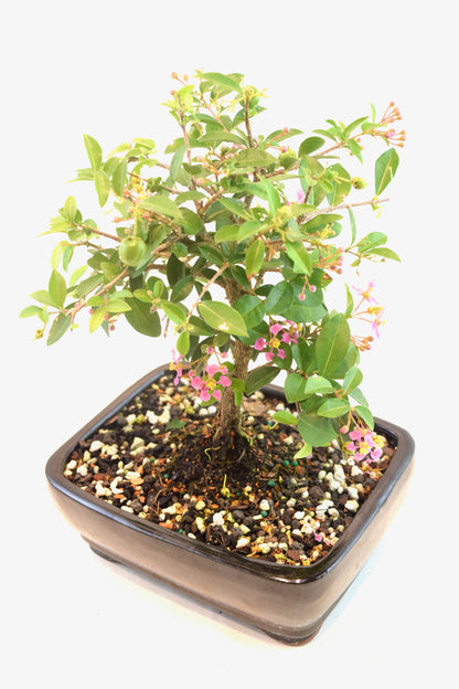 Barbados Cherry Bonsai Ceramic 7" Pot - One of a Kind Bonsai